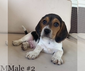 Beagle Puppy for sale in MOSES LAKE, WA, USA