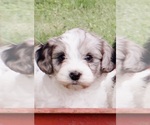 Small #1 Cavapoo