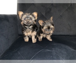 Yorkshire Terrier Puppy for sale in LAS VEGAS, NV, USA