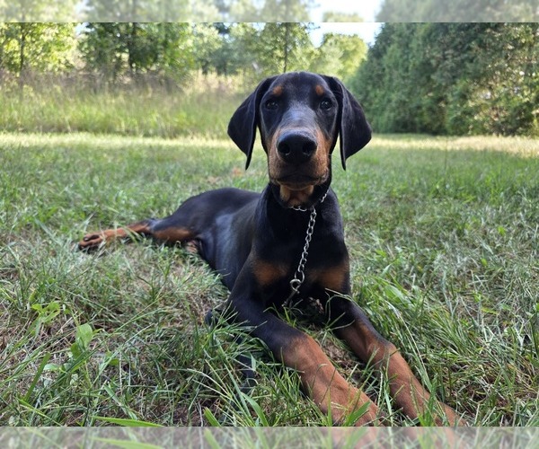 Medium Photo #7 Doberman Pinscher Puppy For Sale in WARSAW, IN, USA