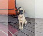 Small #2 Mastiff Mix