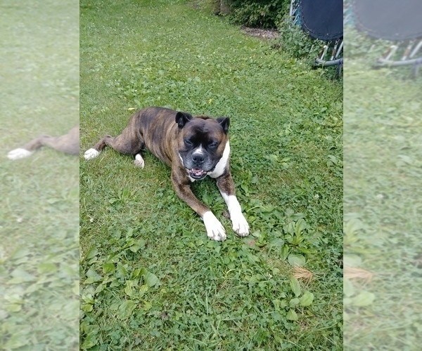 Medium Photo #1 Boxer Puppy For Sale in SHREVE, OH, USA