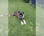 Small Photo #1 Boxer Puppy For Sale in SHREVE, OH, USA