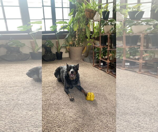 Medium Photo #3 Mutt Puppy For Sale in Coralville, IA, USA