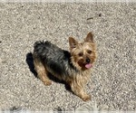 Small Photo #1 Shorkie Tzu Puppy For Sale in MOUNT PLEASANT, MI, USA