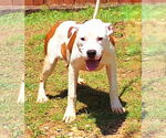 Small #1 American Pit Bull Terrier Mix