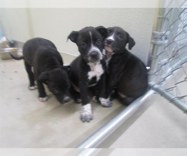 Medium Photo #1 American Pit Bull Terrier-Unknown Mix Puppy For Sale in Temple, TX, USA