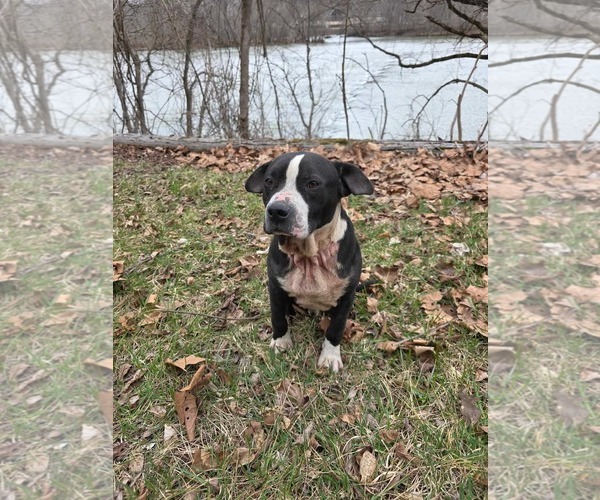 Medium Photo #6 Bulldog-Unknown Mix Puppy For Sale in Hinton, WV, USA