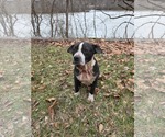 Small #5 Bulldog Mix