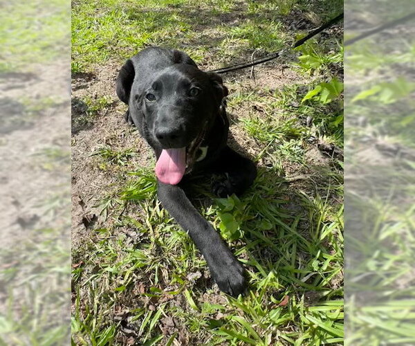 Medium Photo #5 Labrador Retriever-Unknown Mix Puppy For Sale in Tarrytown, GA, USA