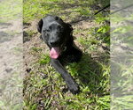 Small #4 Labrador Retriever Mix
