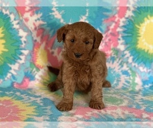 Goldendoodle (Miniature) Puppy for sale in LANCASTER, PA, USA