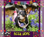Small #21 Dachshund Mix