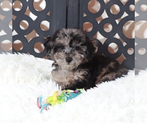 Poochon Puppy for sale in MOUNT VERNON, OH, USA