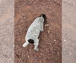 Small Photo #96 German Shorthaired Pointer Puppy For Sale in EVANSVILLE, WY, USA