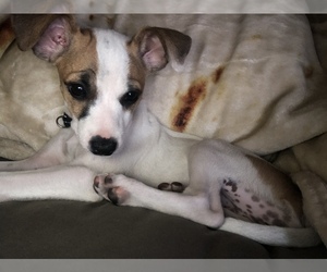 Jack Russell Terrier Puppy for sale in LA PUENTE, CA, USA