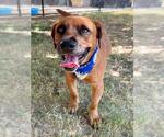 Small Photo #2 Mutt Puppy For Sale in Tulsa, OK, USA