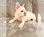Small Photo #7 French Bulldog Puppy For Sale in MOORESVILLE, NC, USA