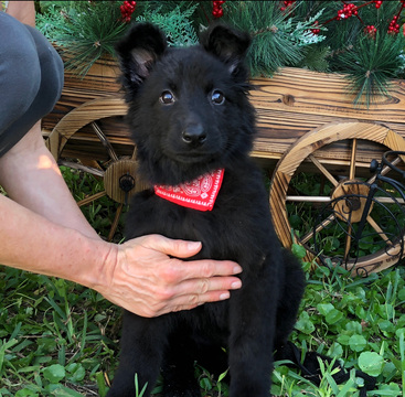 View Ad: German Shepherd Dog Puppy for Sale near Florida, MIAMI, USA ...