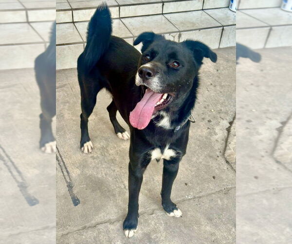 Medium Photo #9 Border Collie-Unknown Mix Puppy For Sale in San Diego, CA, USA