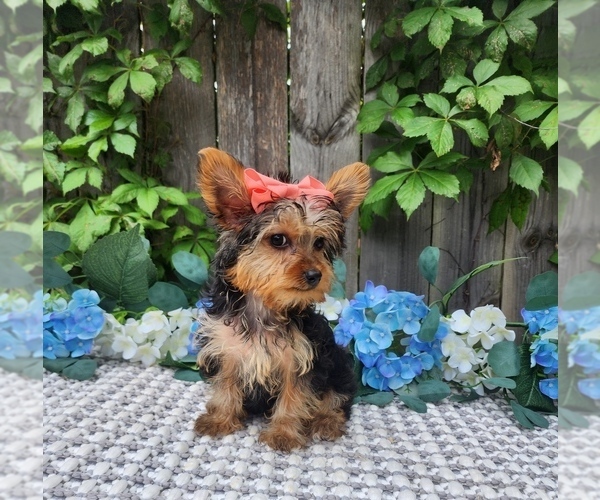 Medium Photo #6 Yorkshire Terrier Puppy For Sale in INDIANAPOLIS, IN, USA