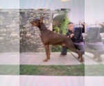 Small #8 Doberman Pinscher
