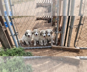 Great Pyrenees Puppy for sale in HUTCHINSON, KS, USA