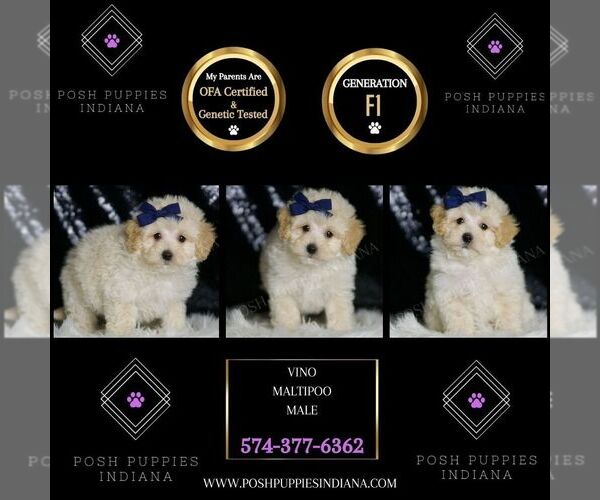Medium Photo #88 Maltipoo (Miniature) Puppy For Sale in WARSAW, IN, USA
