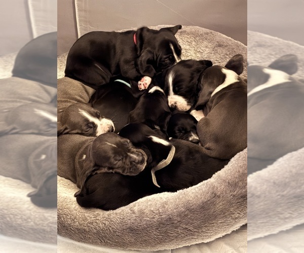 Medium Photo #1 Basset Hound-Great Dane Mix Puppy For Sale in KEANSBURG, NJ, USA