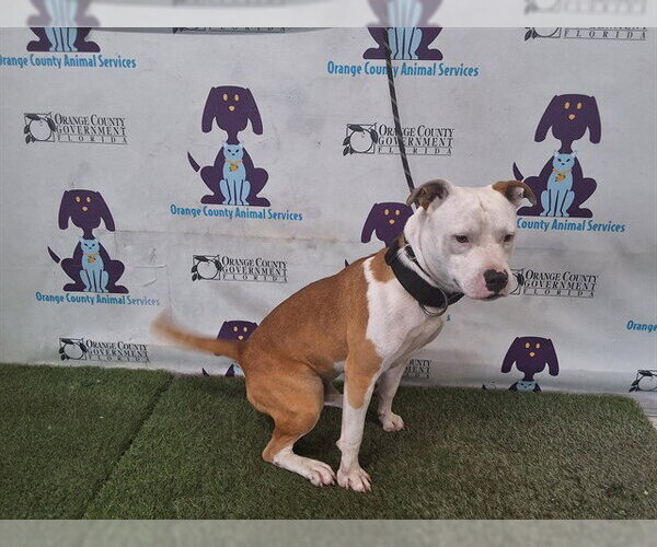 Medium Photo #1 Mutt Puppy For Sale in Orlando, FL, USA