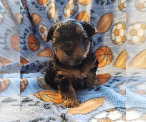 Medium Photo #1 Yorkshire Terrier Puppy For Sale in MINNEAPOLIS, MN, USA