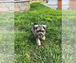Small Photo #5 Schnauzer (Miniature) Puppy For Sale in RIVERSIDE, CA, USA