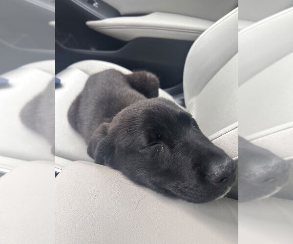 Medium Photo #1 Labrador Retriever-Unknown Mix Puppy For Sale in Studio City, CA, USA