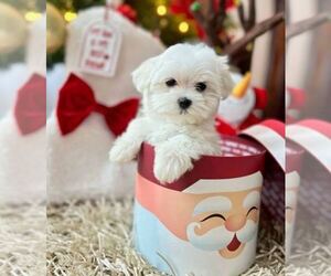Maltese Puppy for sale in BROOKLYN, NY, USA
