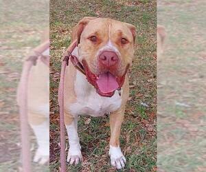 American Staffordshire Terrier Dogs for adoption in Fort Lauderdale, FL, USA