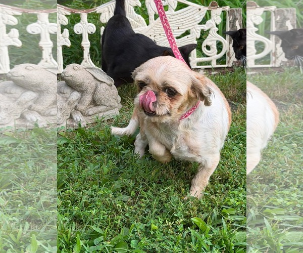 Medium Photo #2 Shih Tzu Puppy For Sale in HOPKINSVILLE/PRINCETON, KY, NH, USA
