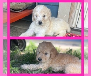 Poodle (Standard) Puppy for sale in LUDLOW, MO, USA