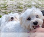 Small #8 Maltese