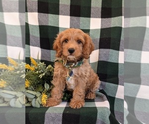 Cock-A-Poo Puppy for Sale in NOTTINGHAM, Pennsylvania USA