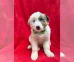 Small Australian Shepherd