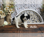 Small #10 Cavapoo