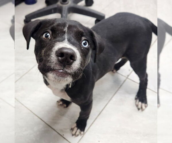 Medium Photo #1 Mutt Puppy For Sale in Walnutport, PA, USA