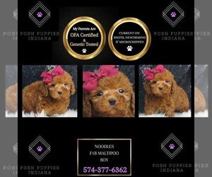 Maltipoo Litter for sale in WARSAW, IN, USA