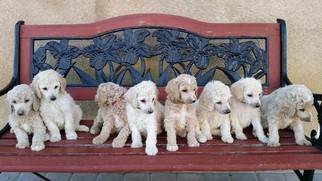 Poodle (Standard) Puppy for sale in SAN JACINTO, CA, USA