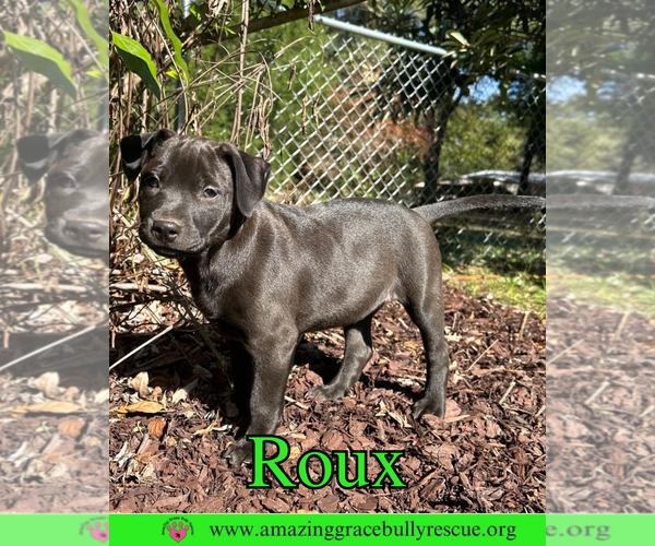 Medium Photo #3 Mutt Puppy For Sale in Pensacola, FL, USA