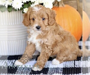 Cavapoo Puppy for sale in BIRD IN HAND, PA, USA