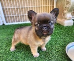 Small #3 French Bulldog