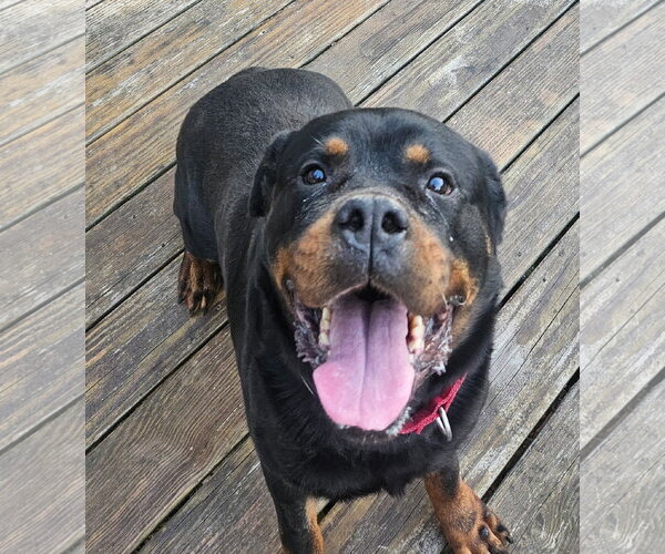 Medium Photo #1 Rottweiler Puppy For Sale in Hillsboro, NH, USA