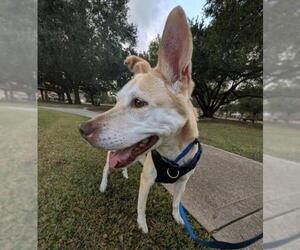 Labrador Retriever-Unknown Mix Dogs for adoption in Sugar Land, TX, USA