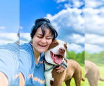 Small #41 American Pit Bull Terrier-Labrador Retriever Mix